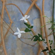 3#Nota Di Viaggio 100 ml EDP