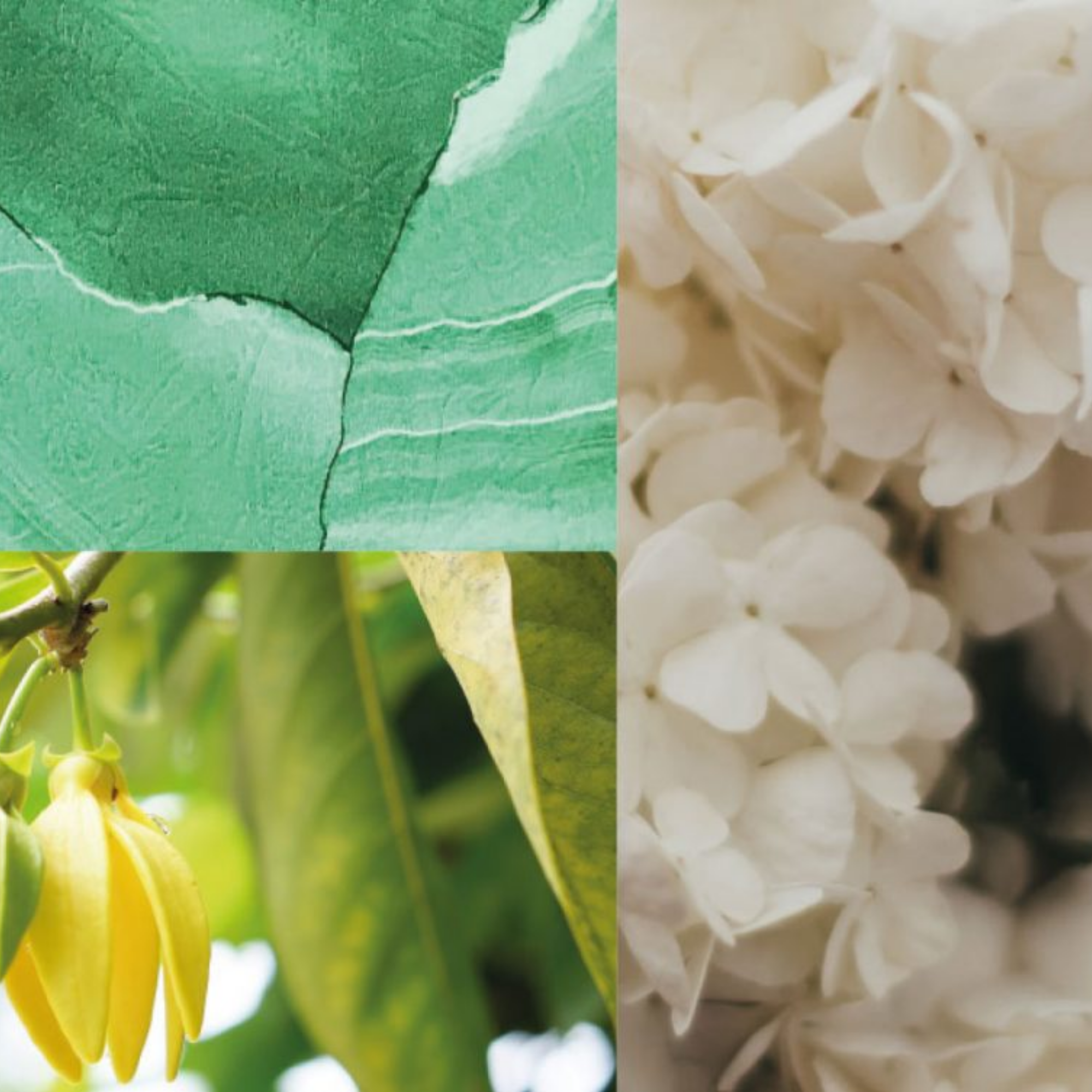 Dialogue With Venus EDP