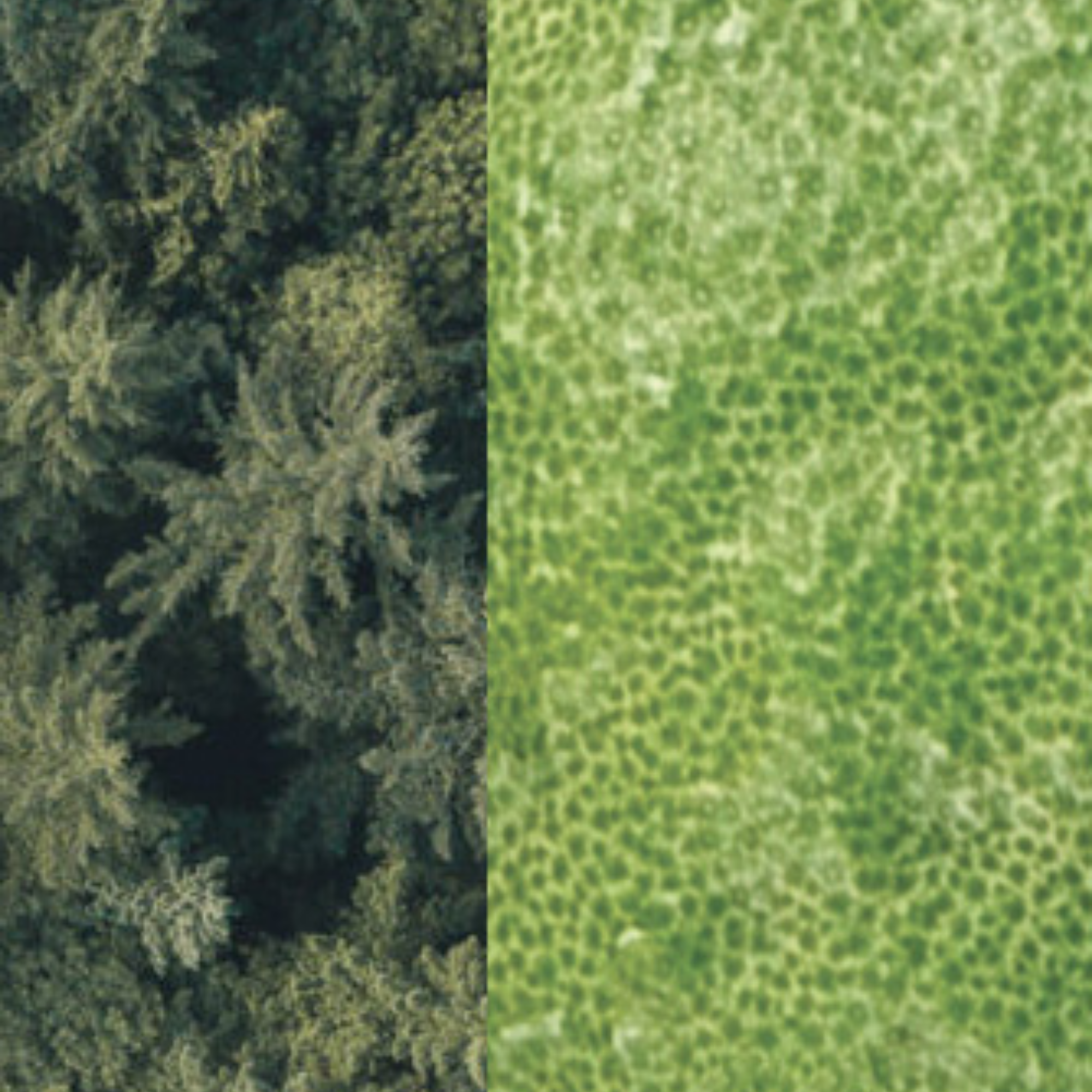 Morning In Tipasa EDP