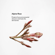 Nourishing Day Cream 50 ml