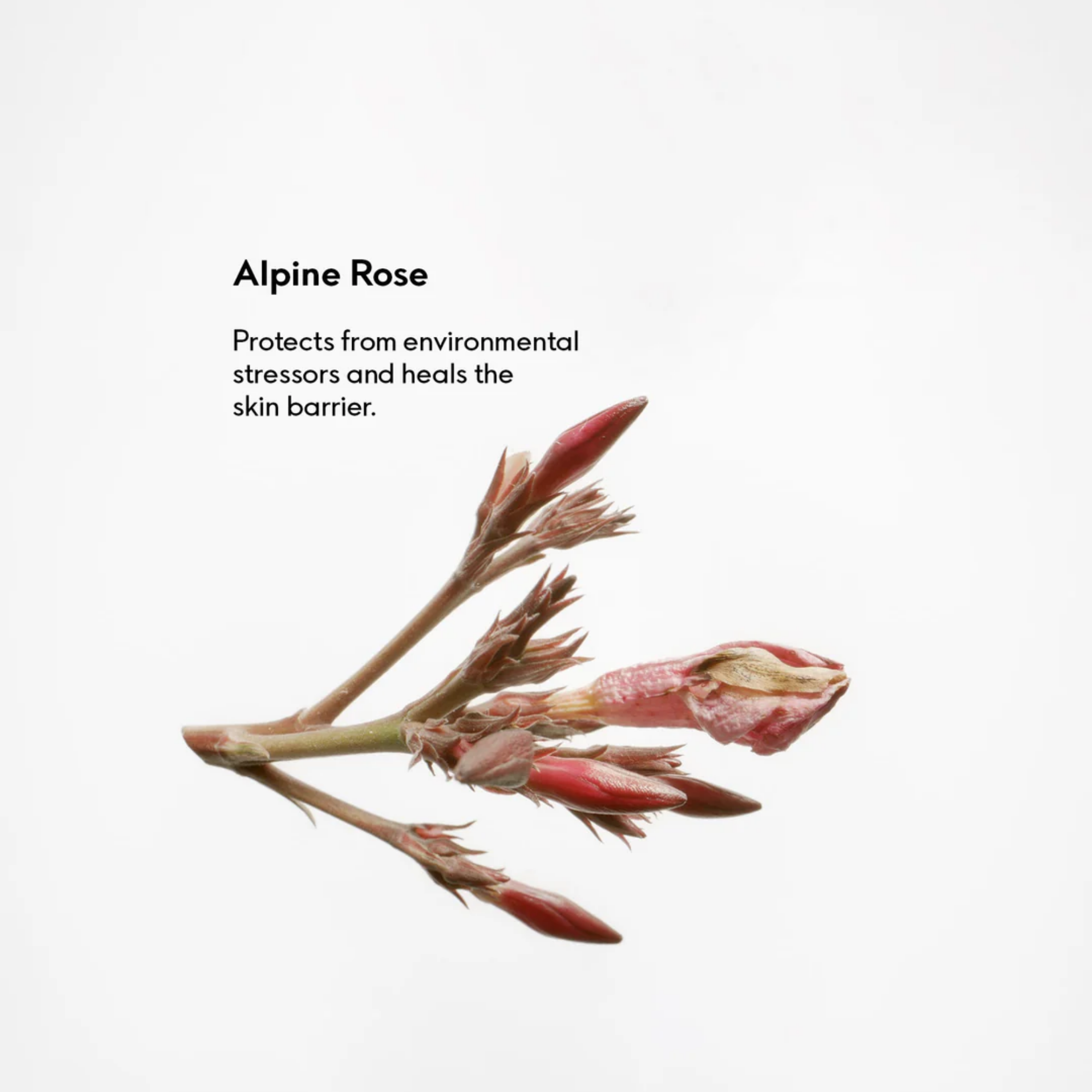 Nourishing Day Cream 50 ml