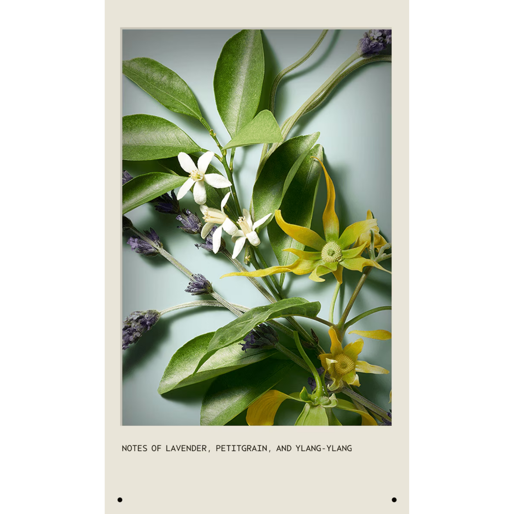 Shampure Nurturing Conditioner 250 ml