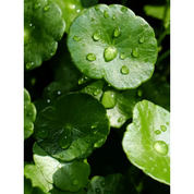 The Eye Cream Nomad 15 ml