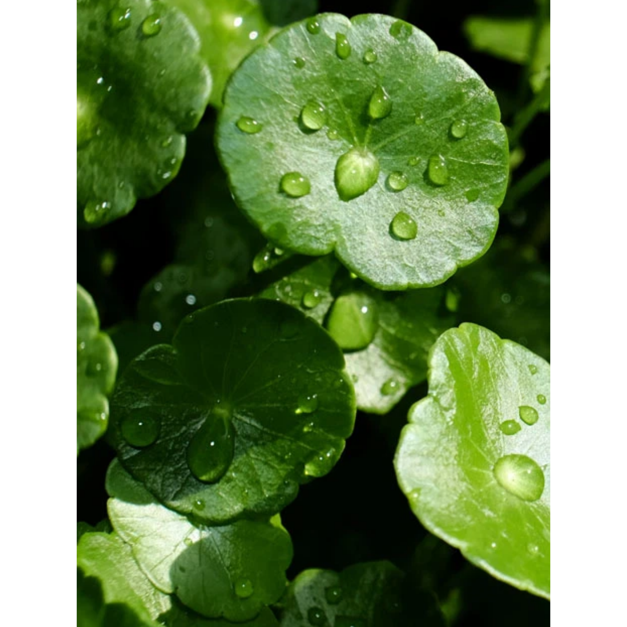 The Eye Cream Nomad 15 ml