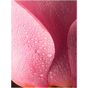 The Geranium Rose Body Oil 100ml