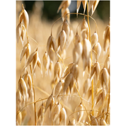 The Rich Shampoo 200 ml