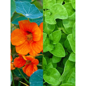 The Scalp Treatment 30 ml