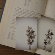 Viole Nere 100 ml Parfum